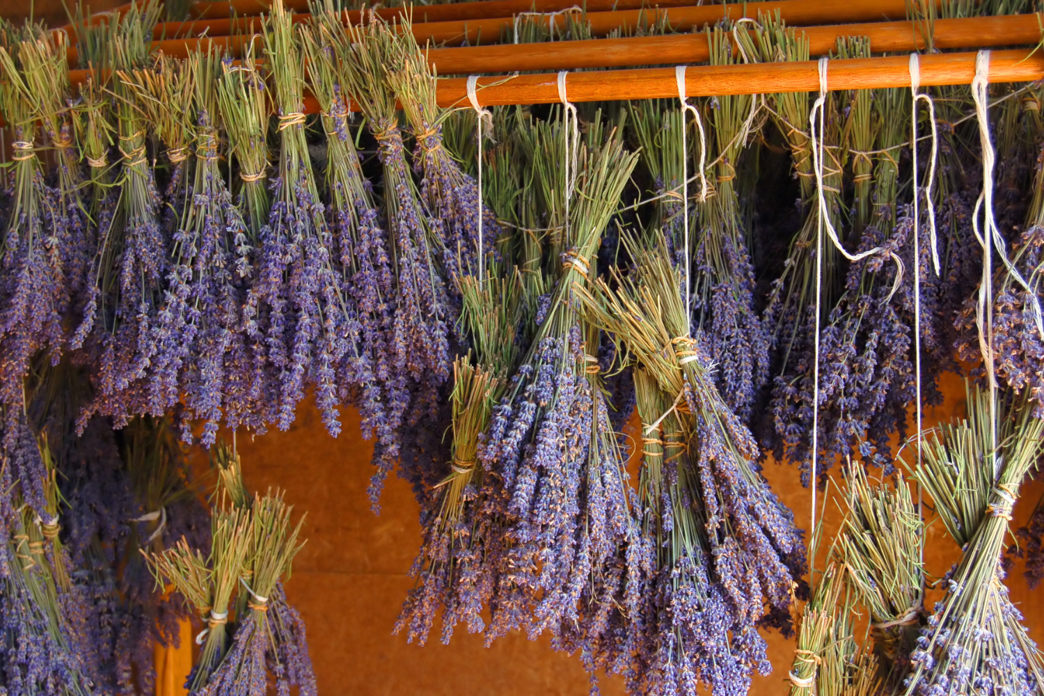 lavender scent notes drying out for perfume